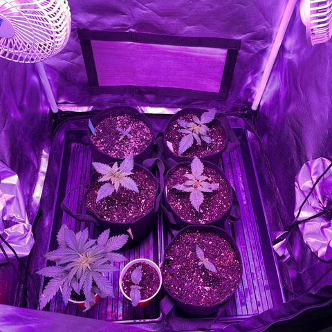 Cookies N Cream growlog timeline photo