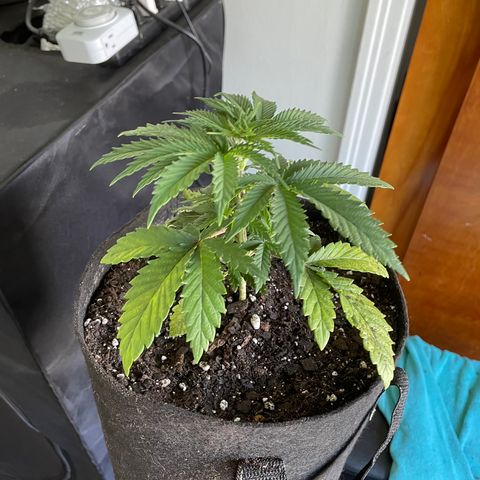Cookies N Cream growlog photo: Transplant
