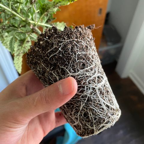Cookies N Cream growlog photo: Transplant