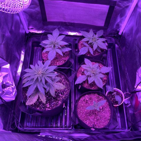 Cookies N Cream growlog timeline photo