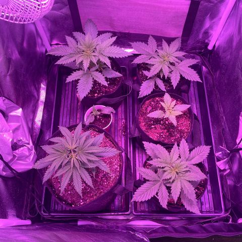 Cookies N Cream growlog timeline photo