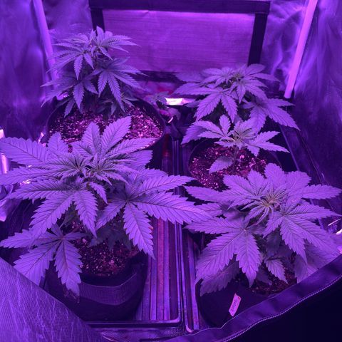 Cookies N Cream growlog timeline photo