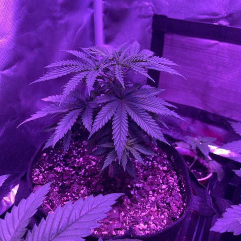 Cookies N Cream growlog timeline photo
