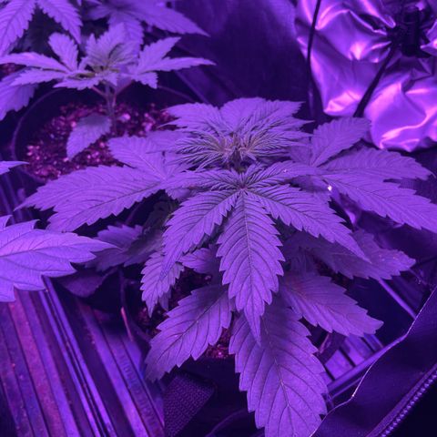 White Widow #1 growlog timeline photo