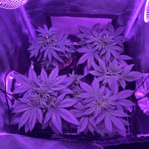 Cookies N Cream growlog timeline photo