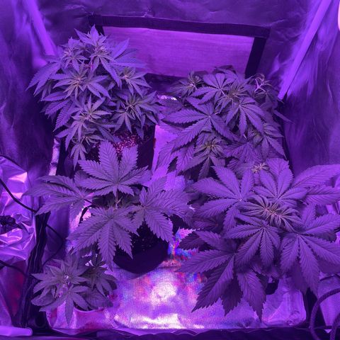 Cookies N Cream growlog timeline photo
