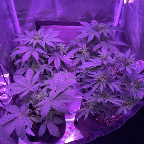 Cookies N Cream growlog timeline photo