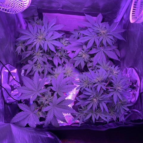 Cookies N Cream growlog timeline photo