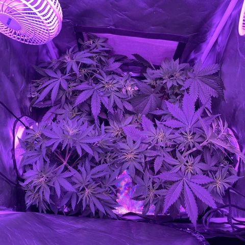 Cookies N Cream growlog timeline photo