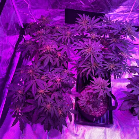 Cookies N Cream growlog timeline photo