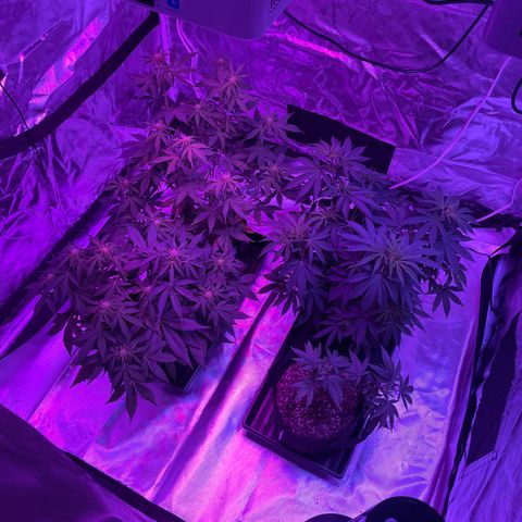 Cookies N Cream growlog timeline photo