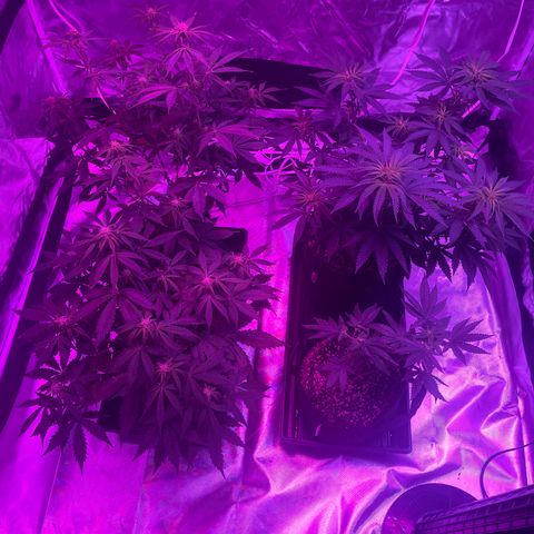 Cookies N Cream growlog timeline photo
