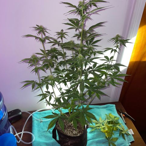 White Widow #1 growlog timeline photo