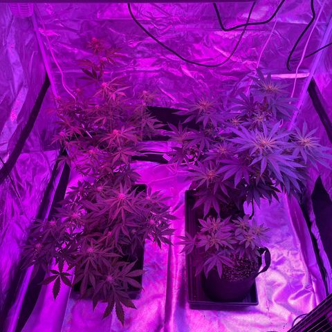 Cookies N Cream growlog timeline photo