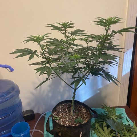 Cookies N Cream growlog timeline photo