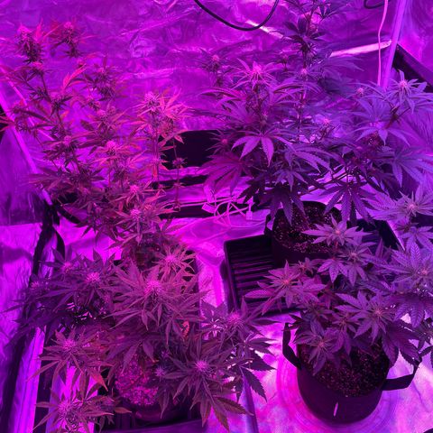 Cookies N Cream growlog timeline photo