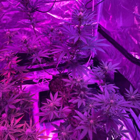 Cookies N Cream growlog timeline photo