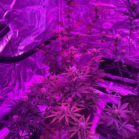 White Widow #1 growlog timeline photo