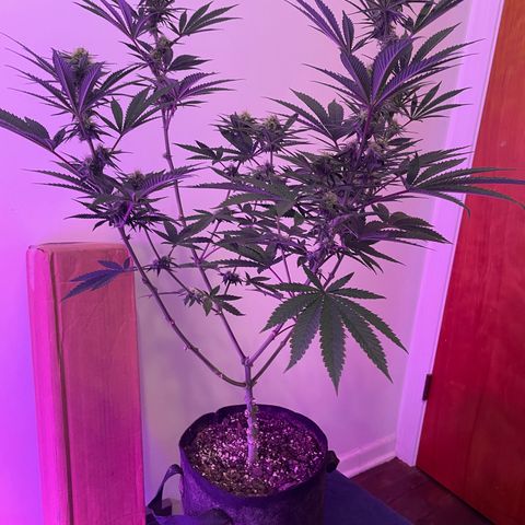 Cookies N Cream growlog timeline photo