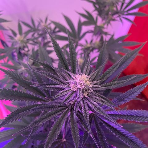 Cookies N Cream growlog timeline photo