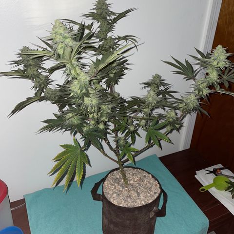 Cookies N Cream growlog timeline photo