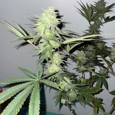 Cookies N Cream growlog timeline photo