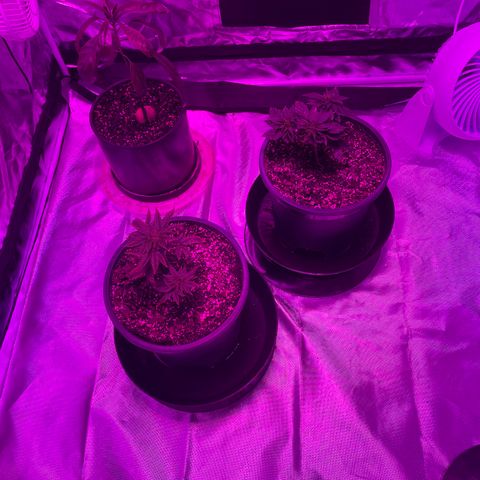 Cookies N Cream growlog timeline photo