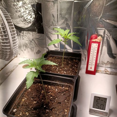 Critical Orange Punch growlog timeline photo