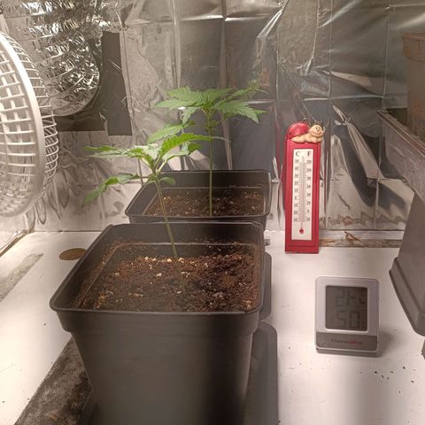 Critical Orange Punch growlog timeline photo