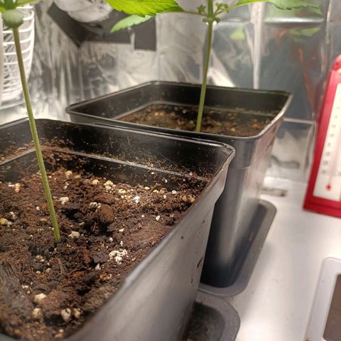Critical Orange Punch growlog timeline photo