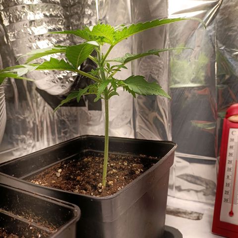 Critical Orange Punch growlog timeline photo