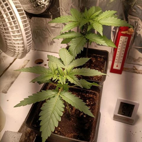 Critical Orange Punch growlog timeline photo