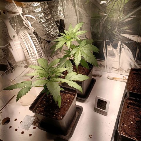 Critical Orange Punch growlog timeline photo