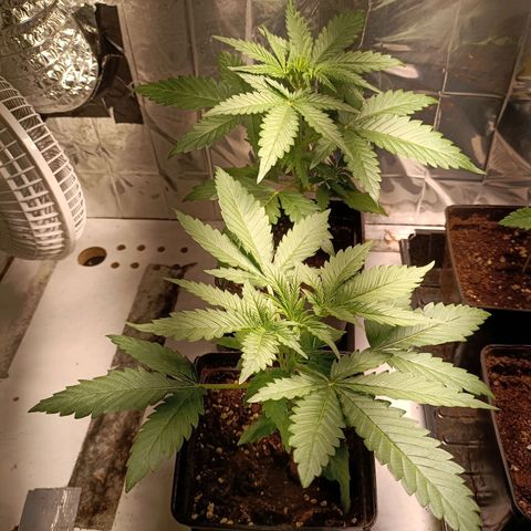 Critical Orange Punch growlog timeline photo