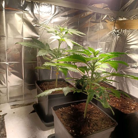 Critical Orange Punch growlog timeline photo
