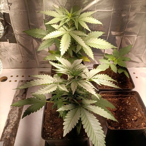 Critical Orange Punch growlog timeline photo