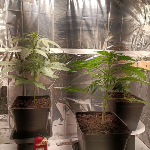 Critical Orange Punch growlog timeline photo