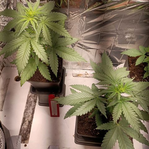 Critical Orange Punch growlog timeline photo