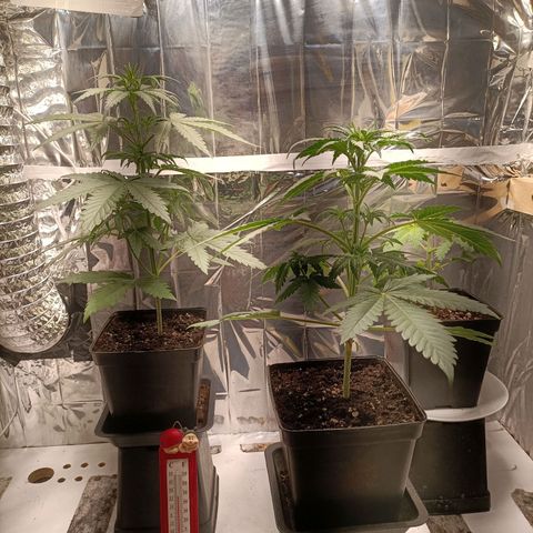Critical Orange Punch growlog timeline photo