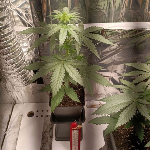 Critical Orange Punch growlog timeline photo