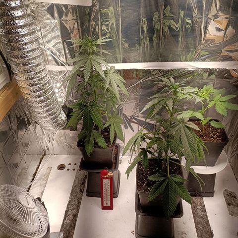 Critical Orange Punch growlog timeline photo