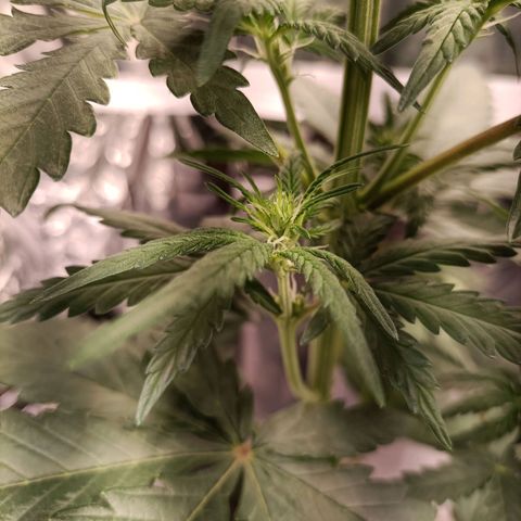 Critical Orange Punch growlog photo: Les premières têtes
