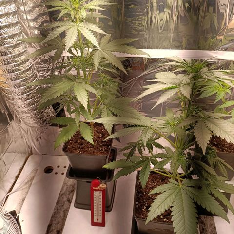 Critical Orange Punch growlog timeline photo