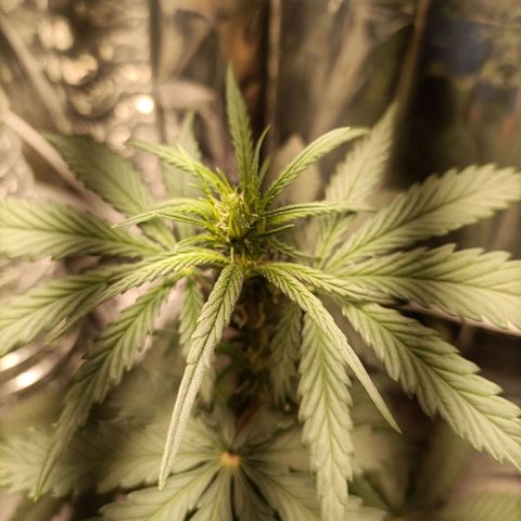 Critical Orange Punch growlog timeline photo