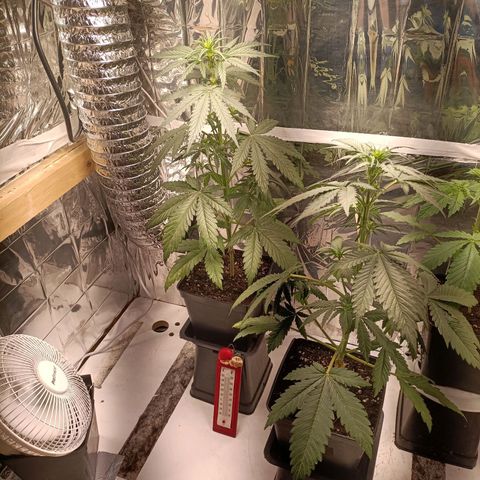 Critical Orange Punch growlog timeline photo