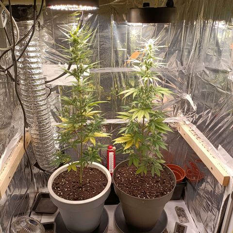 Critical Orange Punch growlog timeline photo