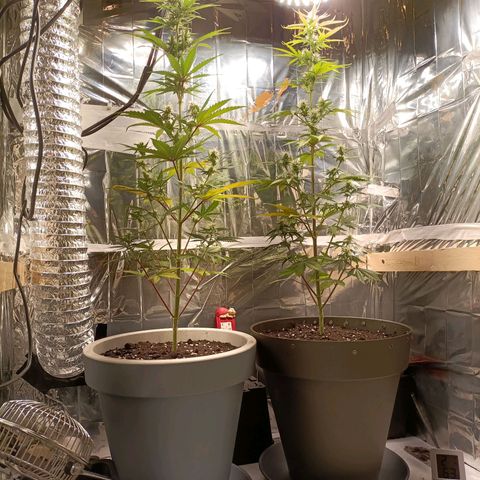 Critical Orange Punch growlog timeline photo