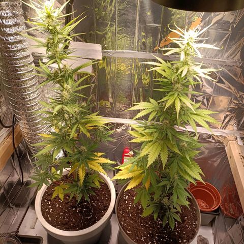 Critical Orange Punch growlog timeline photo