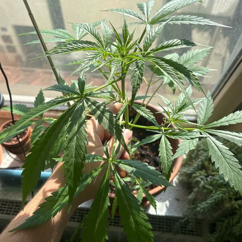 Sandy growlog timeline photo