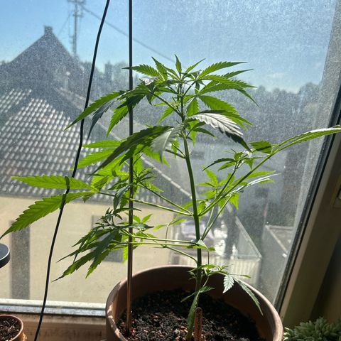 Sandy growlog photo: Height: 40cm
